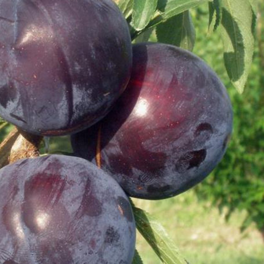 Алыча сорт Анжелина