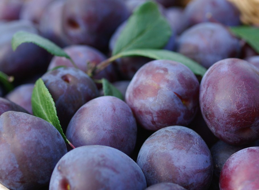 Абрикос черный принц