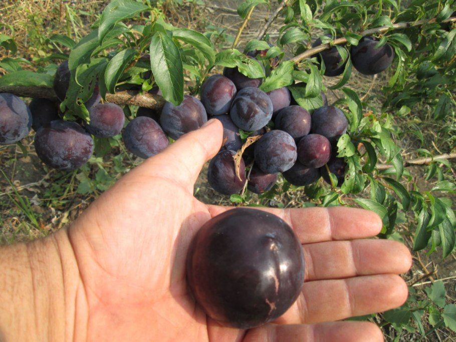 Слива чёрная, 1 кг