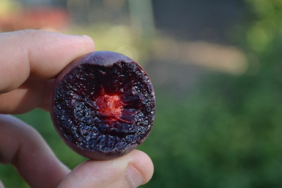 Слива черная внутри