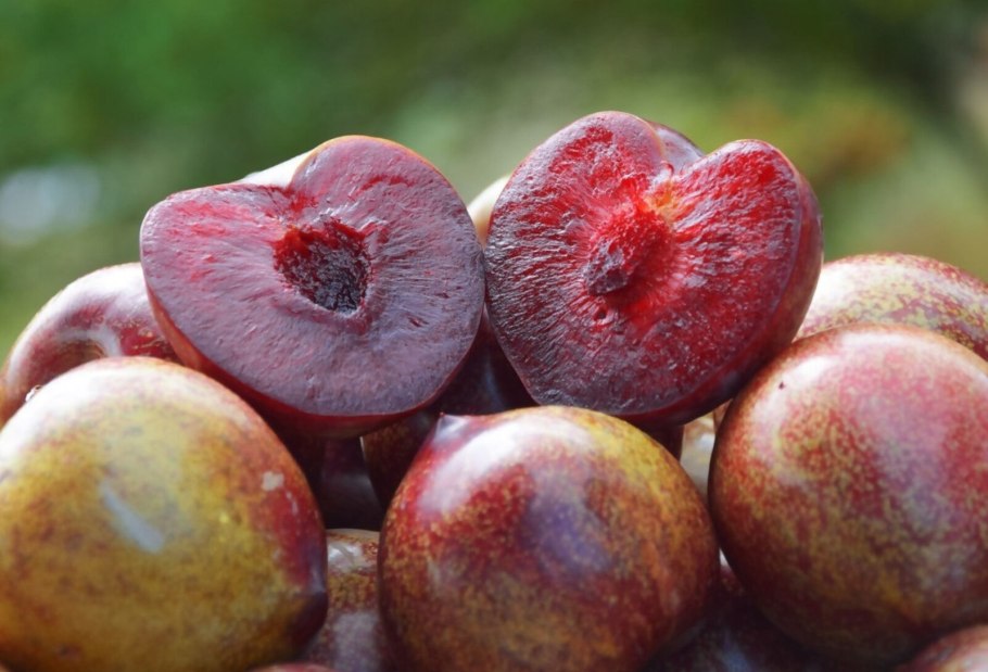 Слива сезонная