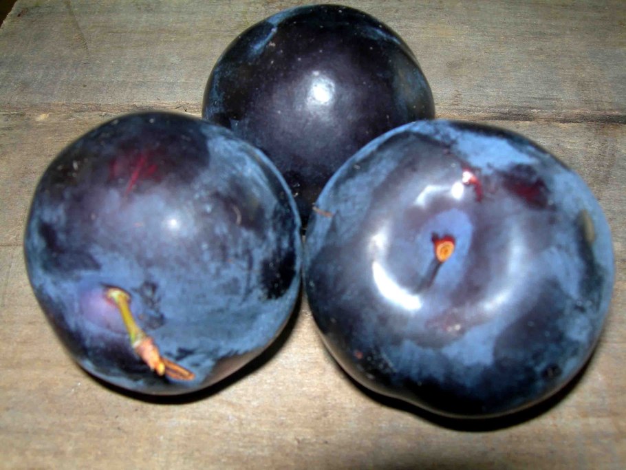 Слива черная