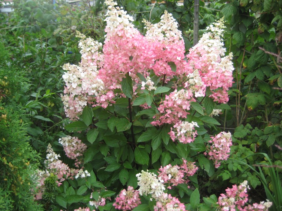 Гортензия метельчатая Perle de Festival