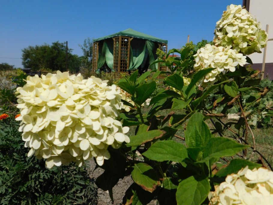 Гортензия Бланш