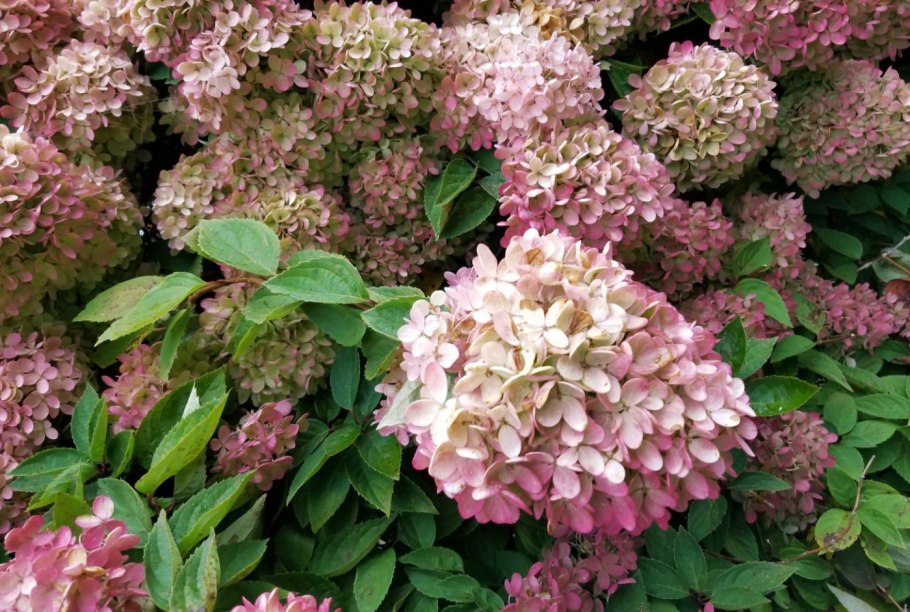 Гортензия метельчатая Perle de Festival