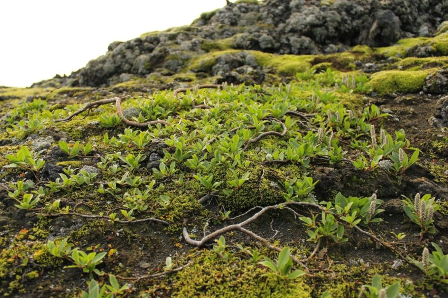 Betula Exilis