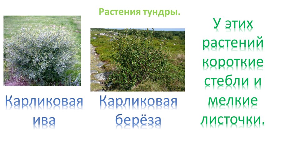 Большеземельская тундра