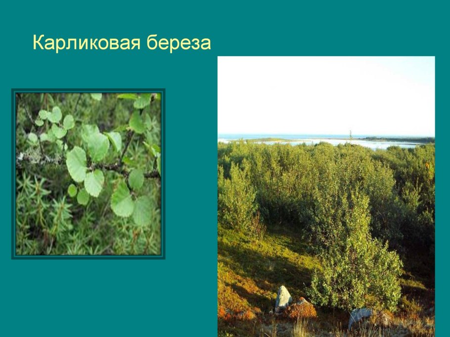 Карликовая береза природная зона
