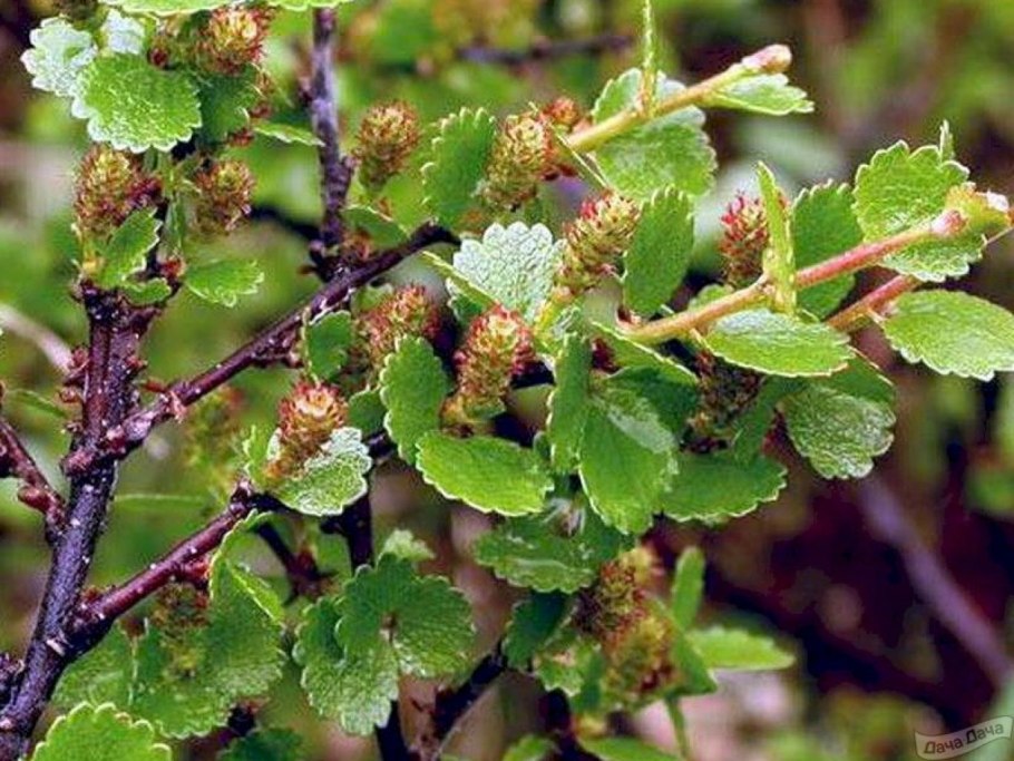 Береза карликовая Betula Nana