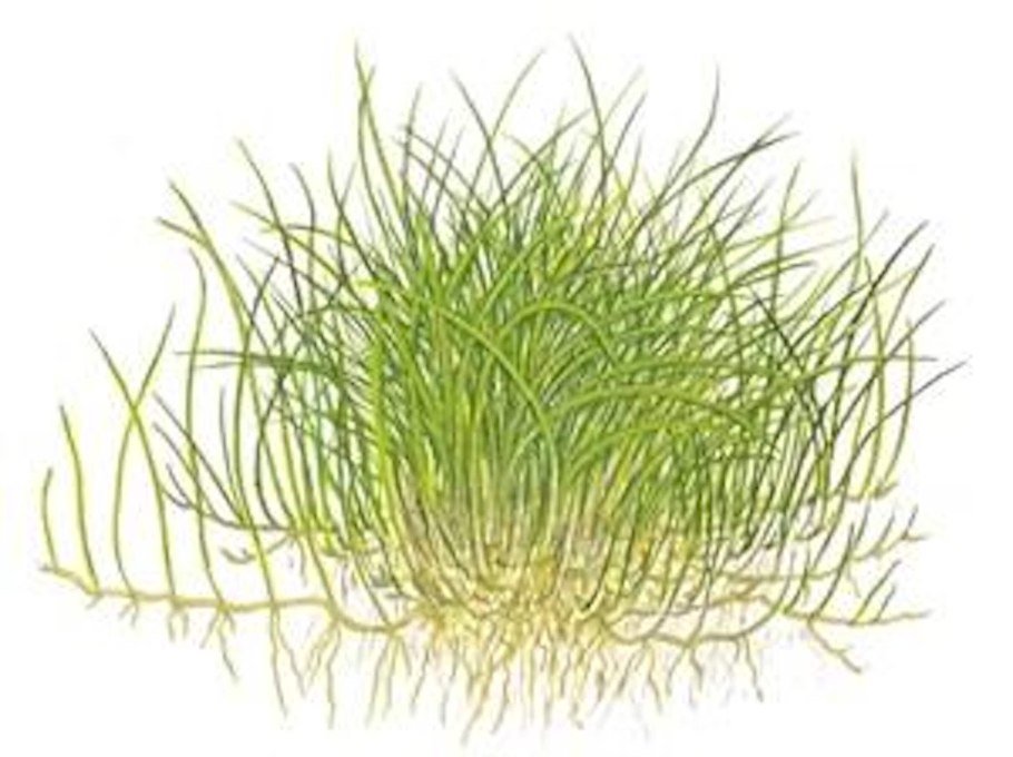 Eleocharis parvula Mini