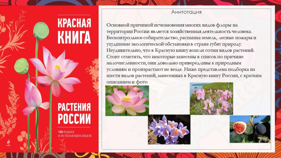 Рододендрон Даурский Дальневосточный
