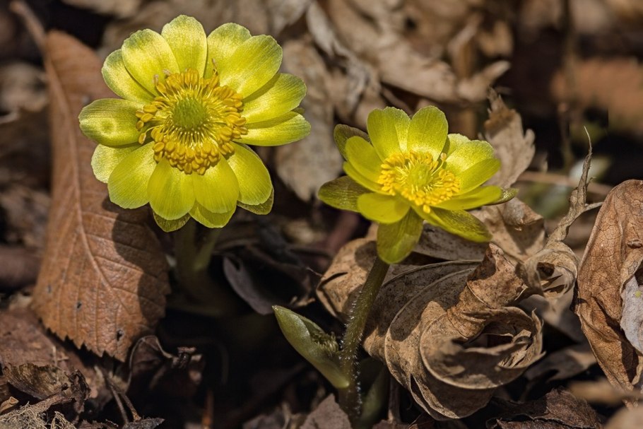 Адонис Амурский Adonis amurensis