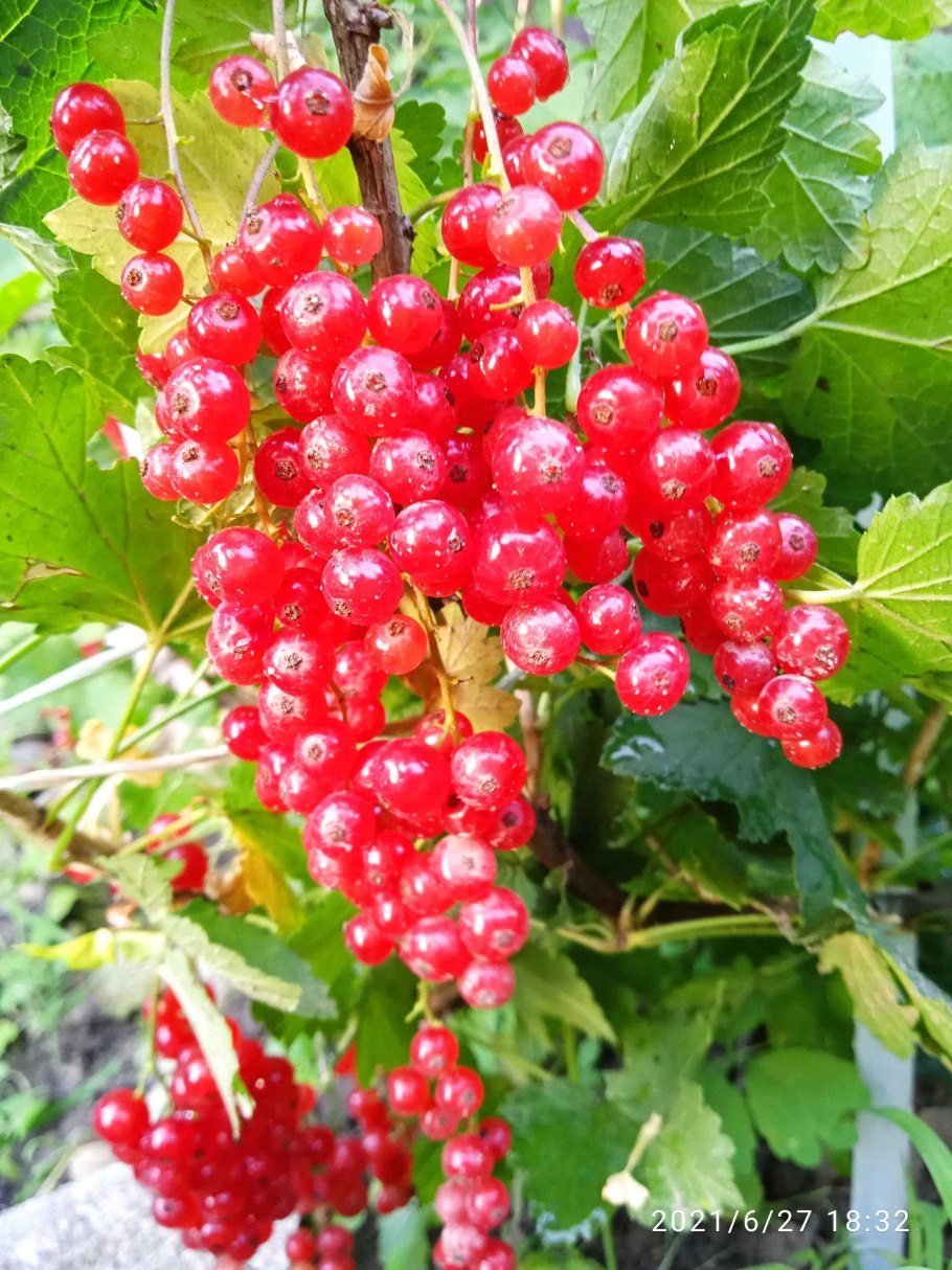 Cassis черная смородина