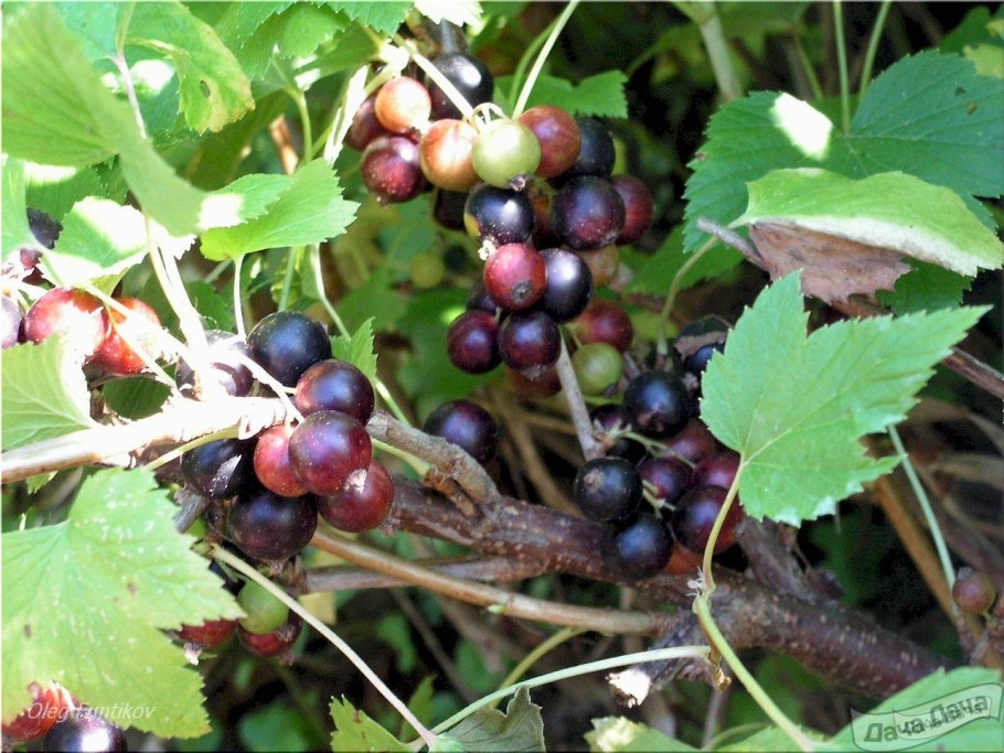 Смородина черная Купалинка