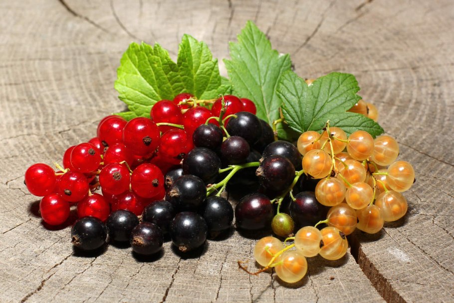 Смородина черная – ribes nigrum