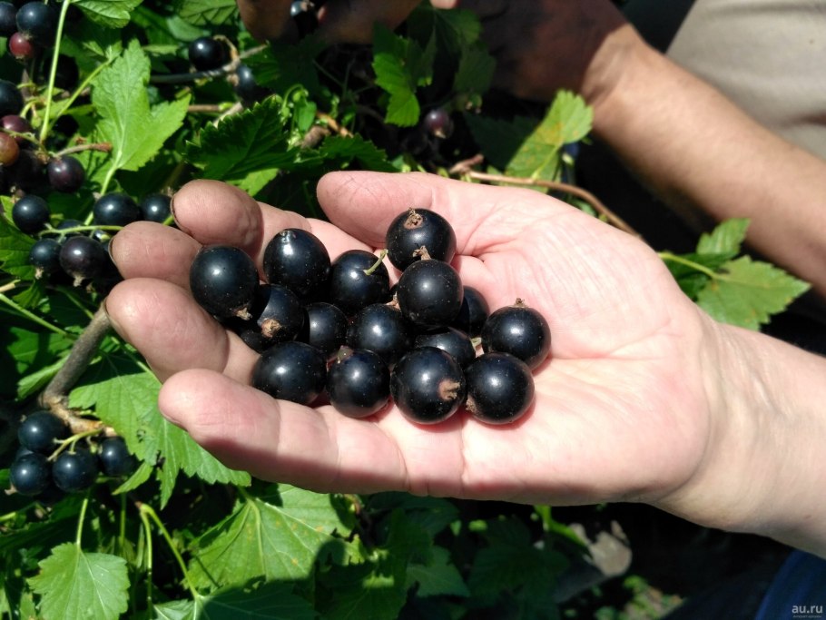 Смородина черная ribes nigrum лентяй
