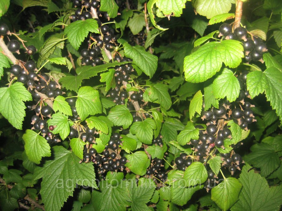 Zeltaja smorodina фото