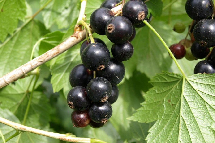 Смородина черная (ribes nigrum l.)