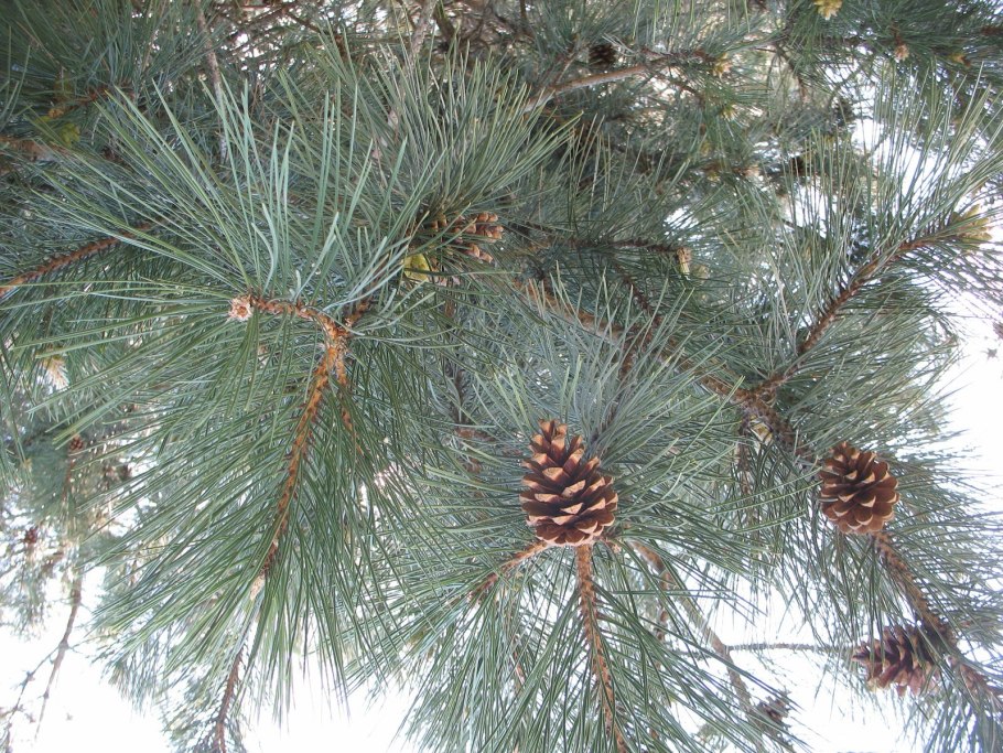 Сосна крымская фото. Сосна Палласа Крымская шишки. Сосна Крымская (Палласа) Pinus pallasiana. Крымская сосна лапник. Шишка сосна Крымская сосна обыкновенная.