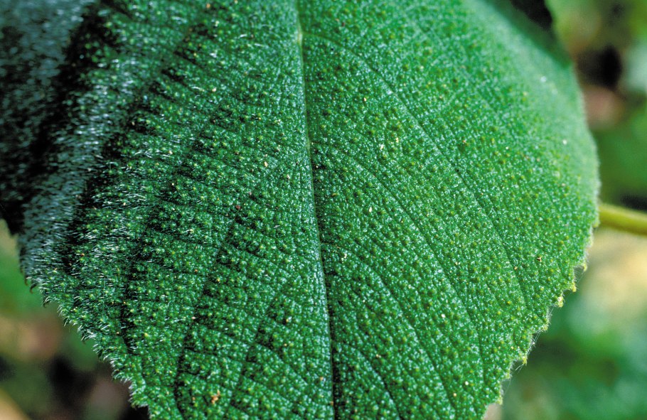 Жалящее дерево (Dendrocnide moroides)