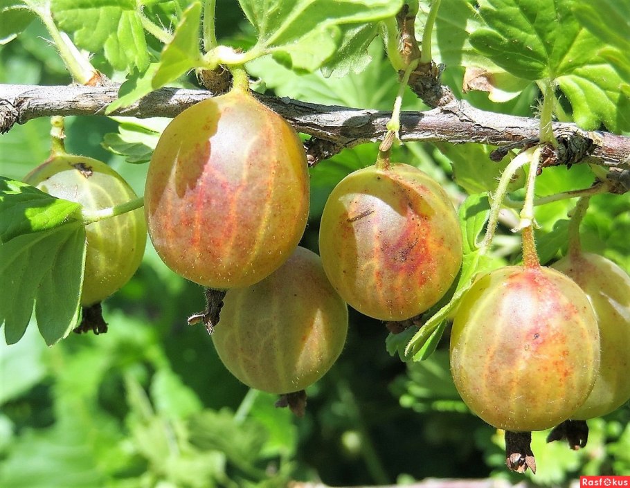 Крыжовник крупноплодный пушистый