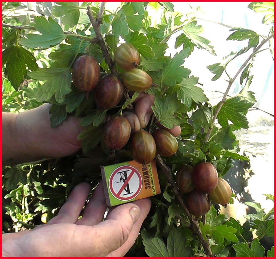 Крыжовник сорт берилл