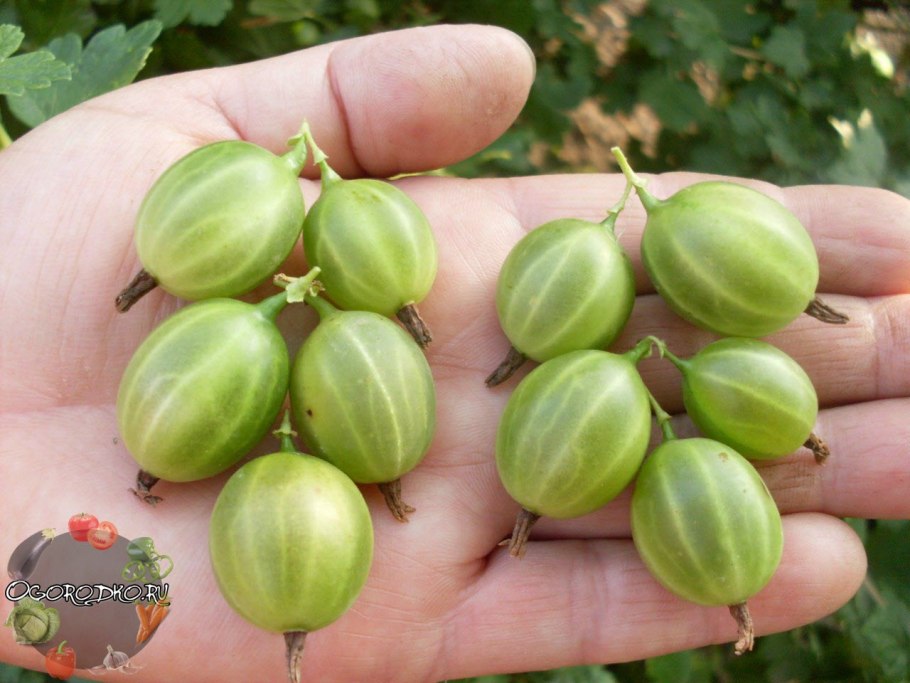 Крыжовник Уральский бесшипный