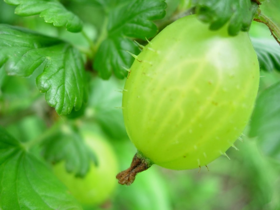 Сорт крыжовника Хиннонмаки Грин