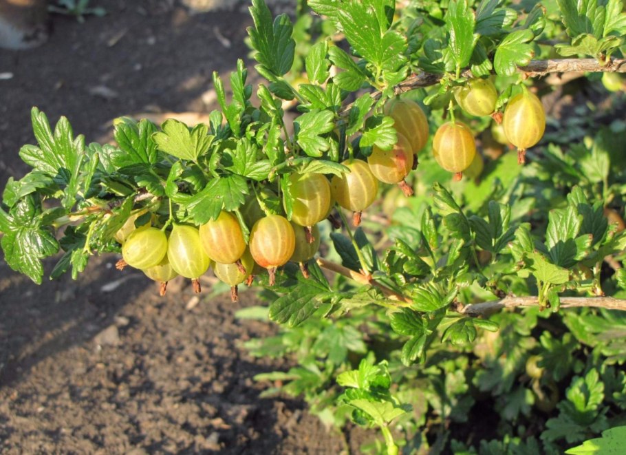 Саженцы крыжовник Машека