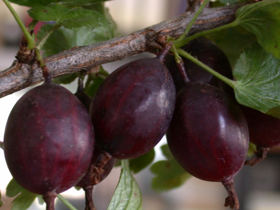 Венера сорт крыжовника