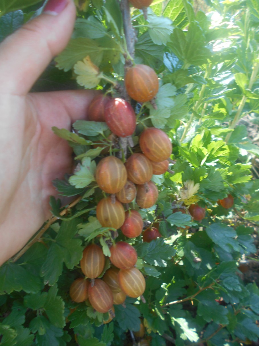 Крыжовник Изабелла