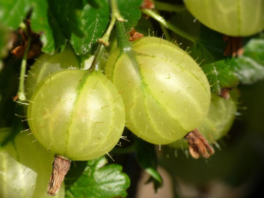 Крыжовник сорта гроссуляр