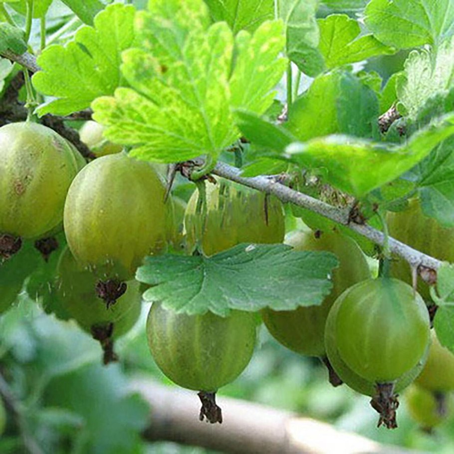 Крыжовник бесшипный Янтарный