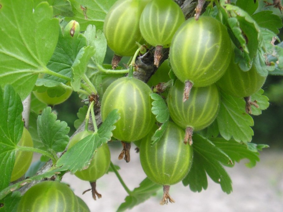 Крыжовник Куршу дзинтарс