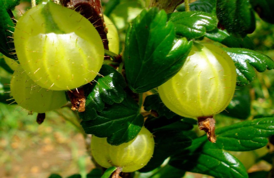 Крыжовник белый Триумф