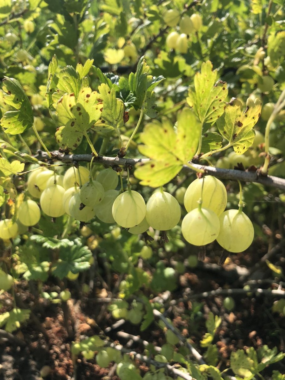 Крыжовник Донецкий