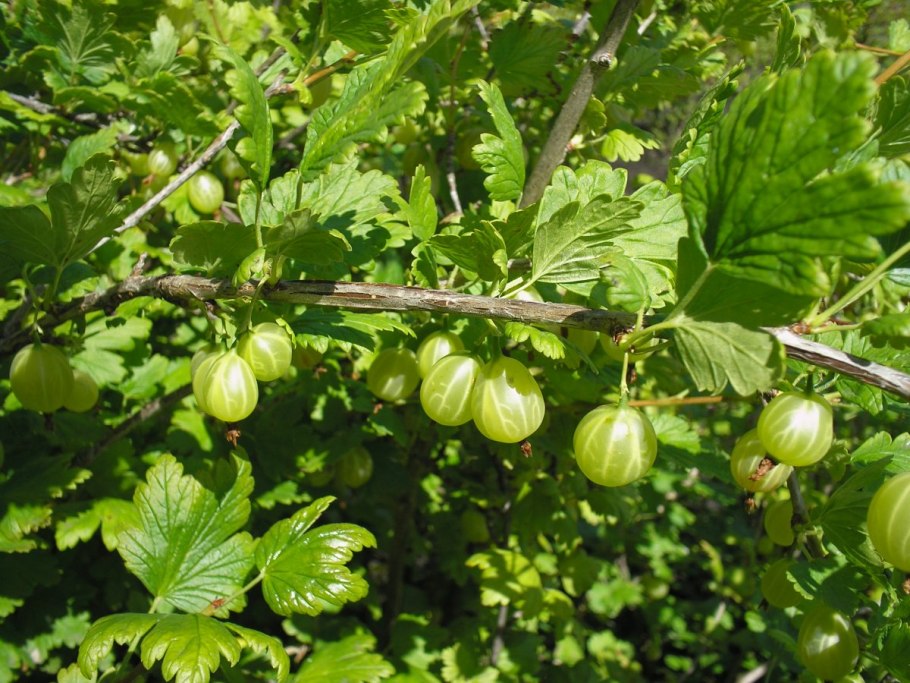 Крыжовник 500г