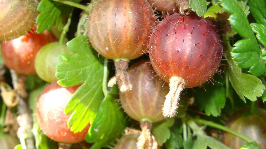 Крыжовник белый Триумф