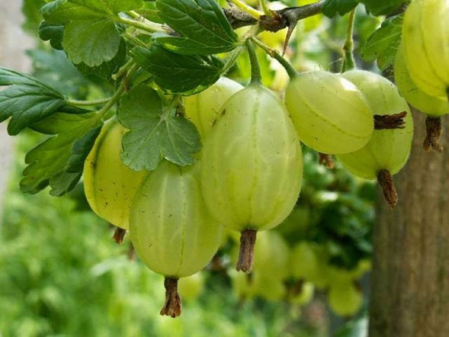 Крыжовник Изабелла