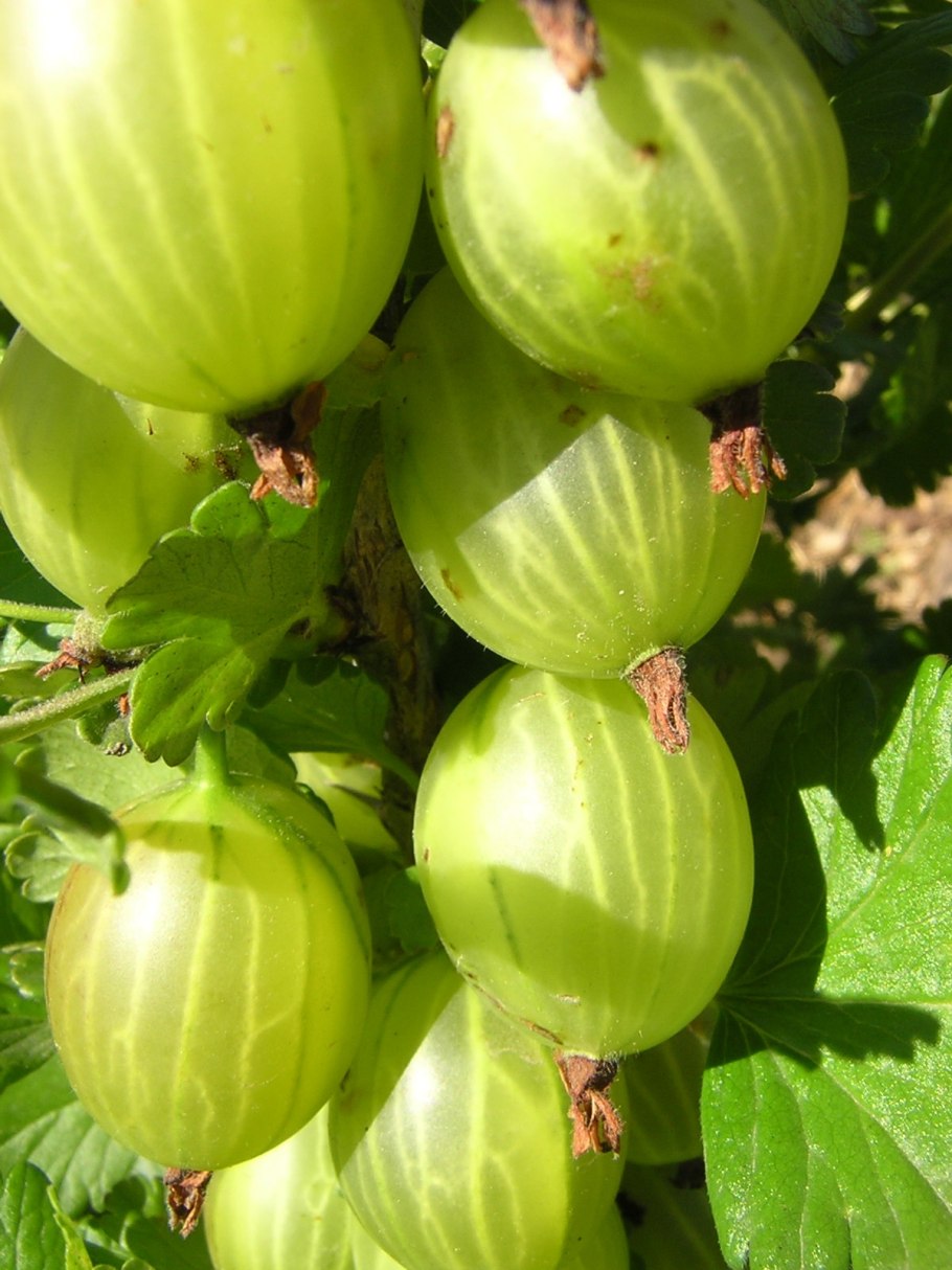 Крыжовник сорт Неслуховский