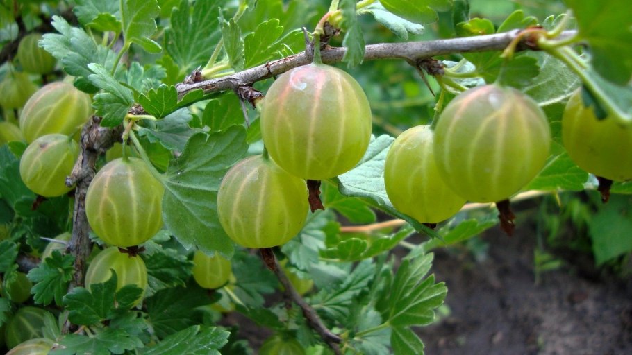 Крыжовник сорт Неслуховский