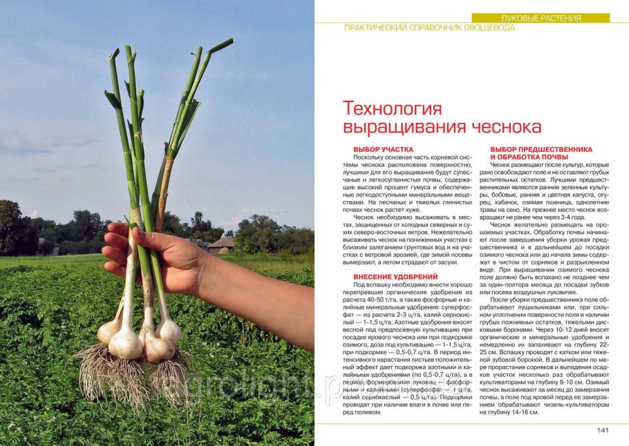 Процесс выращивания чеснока