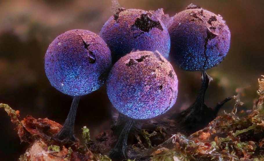 Грибы Elaeomyxa Cerifera