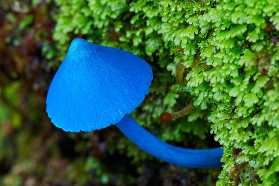 Entoloma hochstetteri небесно-голубой гриб