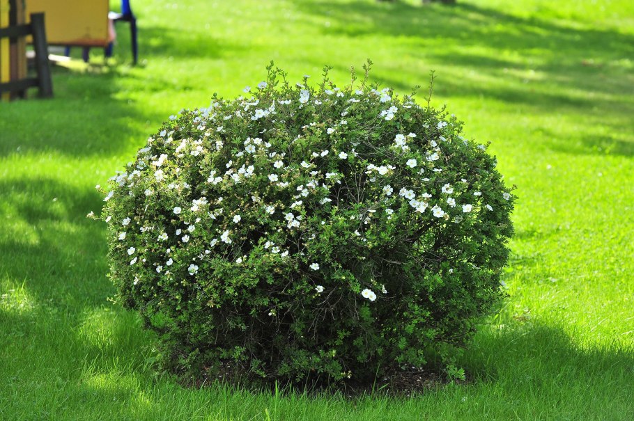 Лапчатка Абботсвуд изгородь