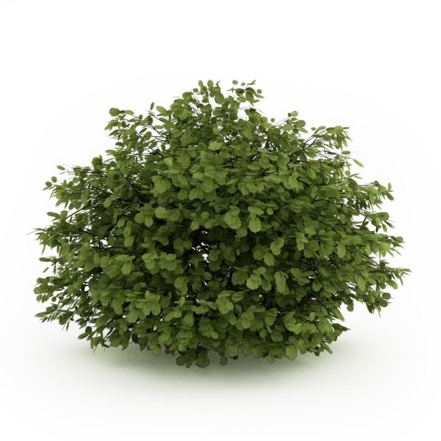 Лещина обыкновенная на белом фоне