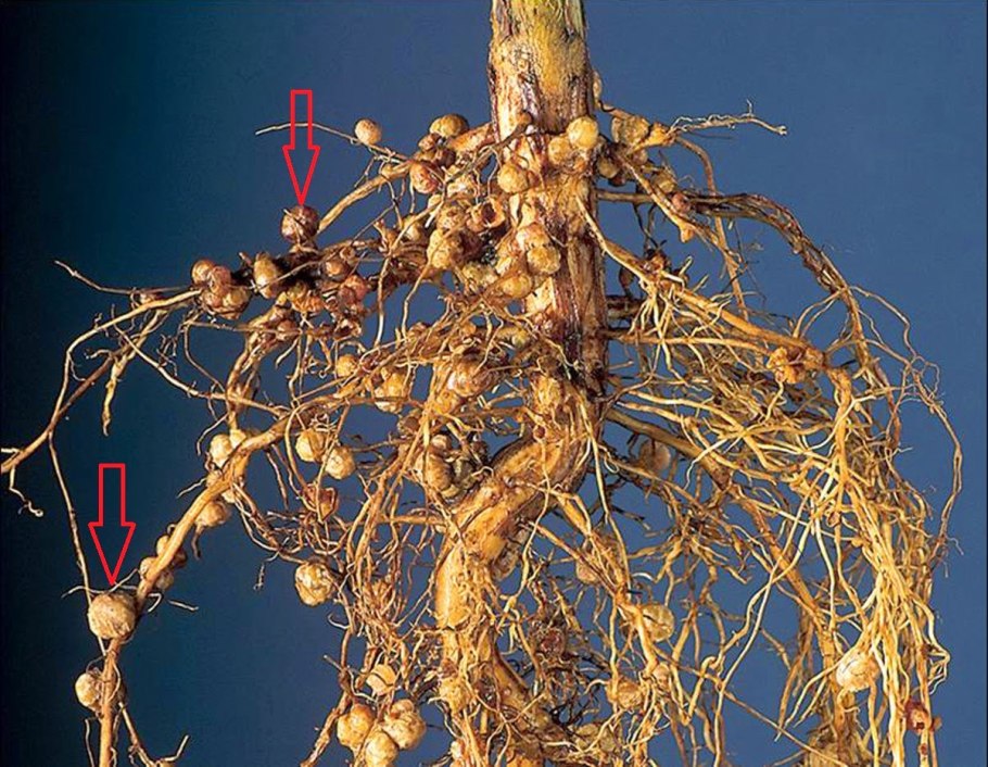 Rhizobium бактерии