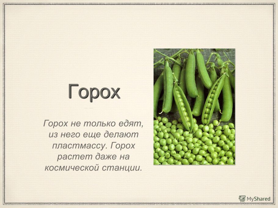 Интересные факты о горохе