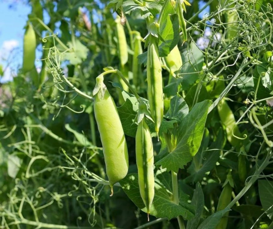 Горох посевной