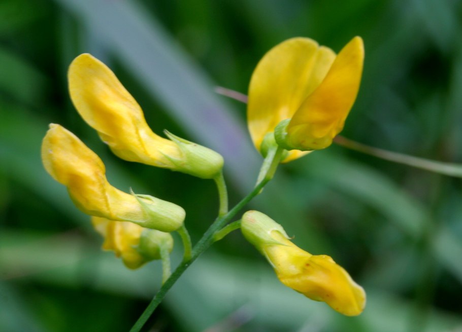 Чина Луговая